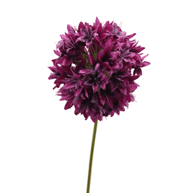 Allium beauty