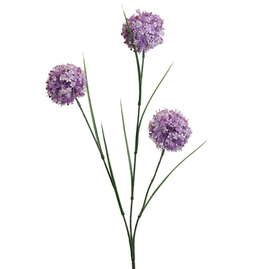 Allium x 3 purple