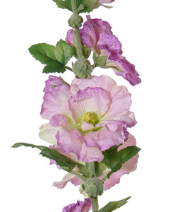 Stockrose, lila