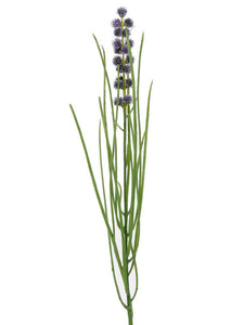 Wiesen-Allium blau
