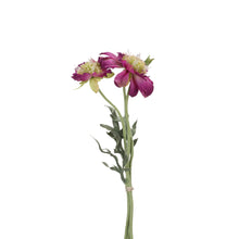 Laden Sie das Bild in den Galerie-Viewer, Scabiosa Filigran 3er Bund orchidee