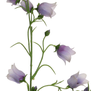 Glockenblume lavendel-blau