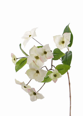 Japanischer Blüten-Hartriegel, weiß