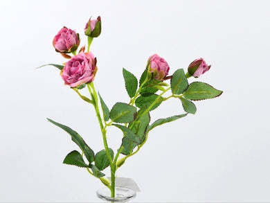 Rose 'Ursel' pink