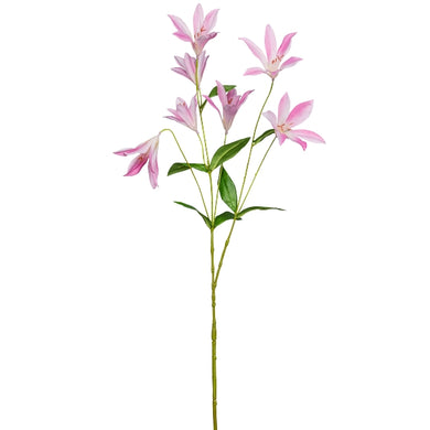 Clematis, rosa