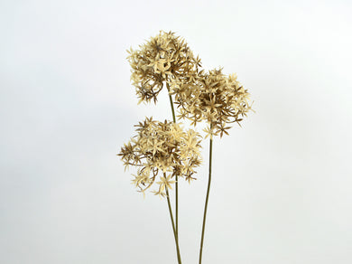 Allium x 3 creme-beige