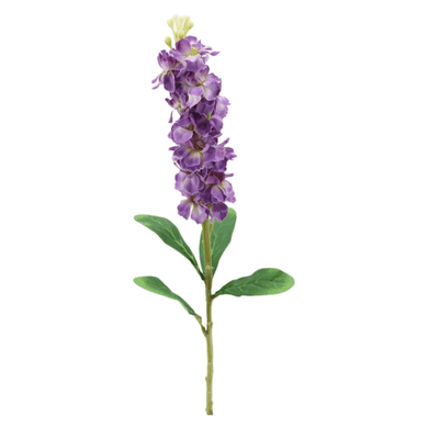 Levkoje purple