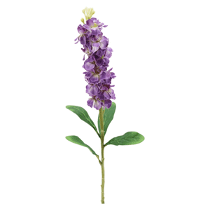 Levkoje purple