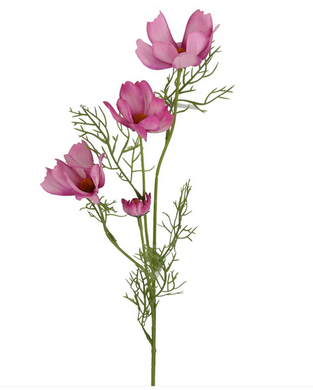 Cosmea x3 lila-pink