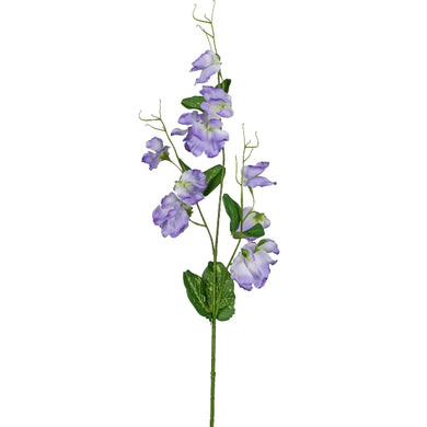 Wicke 'Sweat Pea' lila-blau