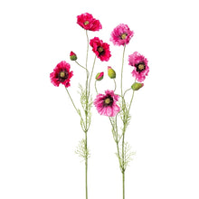 Laden Sie das Bild in den Galerie-Viewer, Mohn &#39;Liz&#39; amaranth