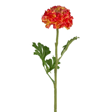 Ranunkel 'Jette' orange