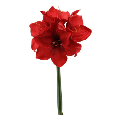 Amaryllis 'Helen' rot