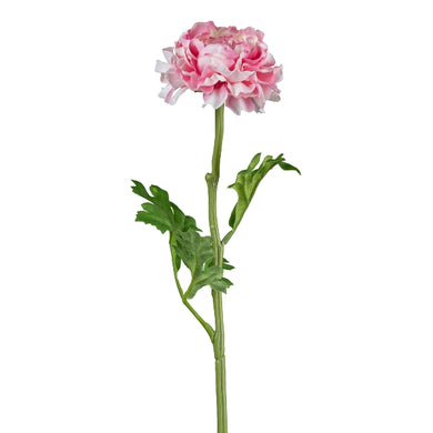 Ranunkel 'Jette' rosa