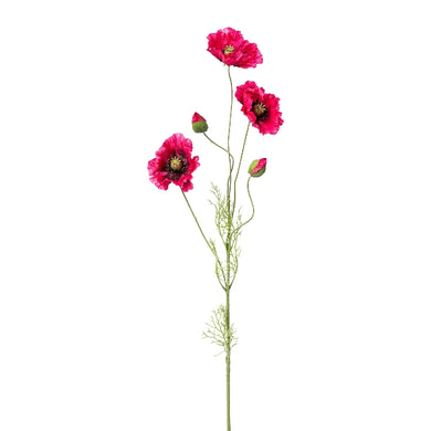 Mohn 'Liz' amaranth