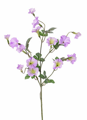 Ackerwinde lavendel