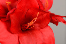 Laden Sie das Bild in den Galerie-Viewer, Amaryllis &#39;Amalia&#39; rot