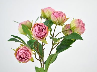 Röschen-Zweig 'Helenchen' pink