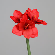 Laden Sie das Bild in den Galerie-Viewer, Amaryllis &#39;Amalia&#39; rot
