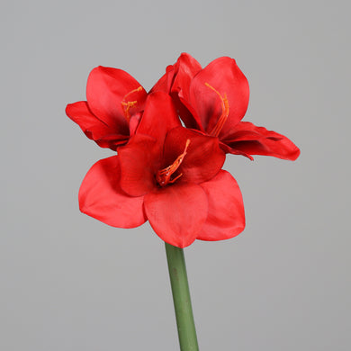 Amaryllis 'Amalia' rot