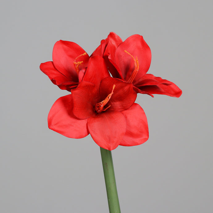 Amaryllis 'Amalia' rot