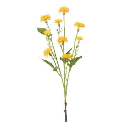 Flockenblume gelb