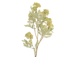 Akazienblütenzweig creme