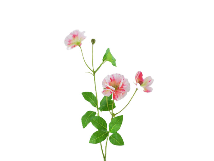 Winde rosa-rot