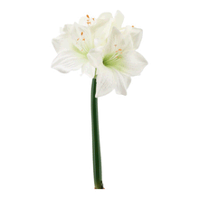 Laden Sie das Bild in den Galerie-Viewer, Amaryllis &#39;Helen&#39; weiß