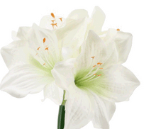 Laden Sie das Bild in den Galerie-Viewer, Amaryllis &#39;Helen&#39; weiß