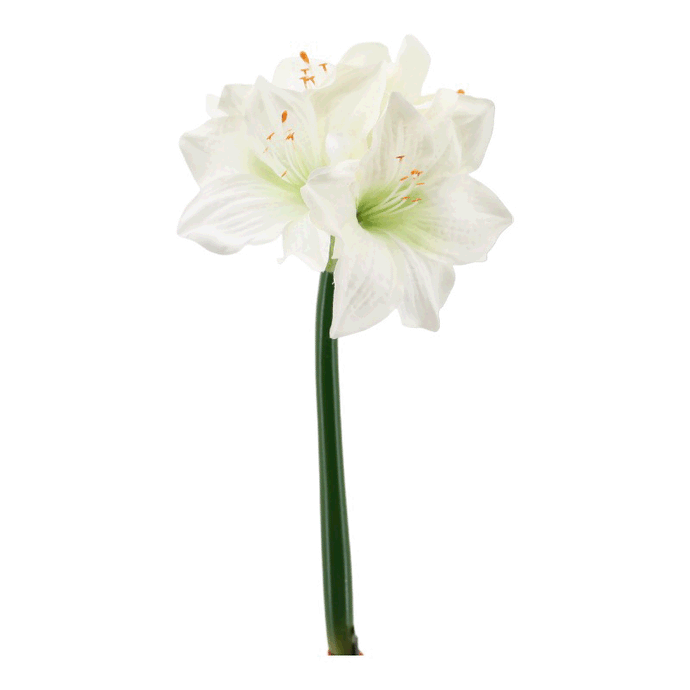 Amaryllis 'Helen' weiß