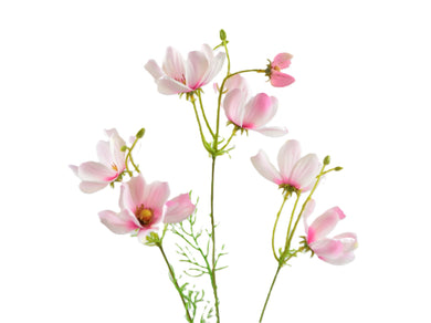 Cosmea-Zweig rosa