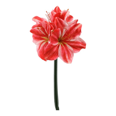 Amaryllis 'Helen' salmon