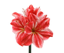 Laden Sie das Bild in den Galerie-Viewer, Amaryllis &#39;Helen&#39; salmon