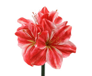 Amaryllis 'Helen' salmon