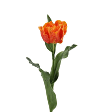 Laden Sie das Bild in den Galerie-Viewer, Papageien-Tulpe 'Real Touch' orange