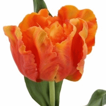 Laden Sie das Bild in den Galerie-Viewer, Papageien-Tulpe 'Real Touch' orange