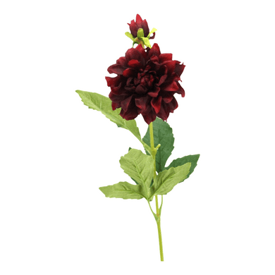 Dahlie 'Flavia' burgund