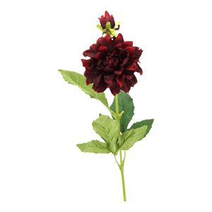 Dahlie 'Flavia' burgund