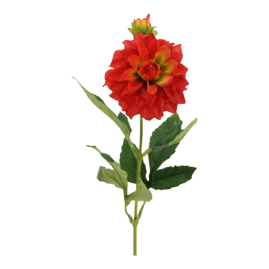 Dahlie 'Flavia' rot