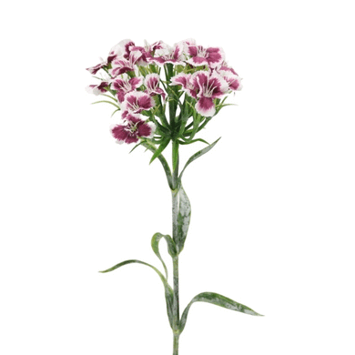 Dianthus (Bartnelke) purple-cream