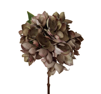 Hortensie grün-braun