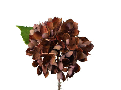 Hortensie 'Coffee'