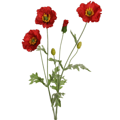 Mohn rot x 6