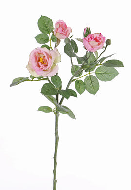Rose 'Elsa' rosa