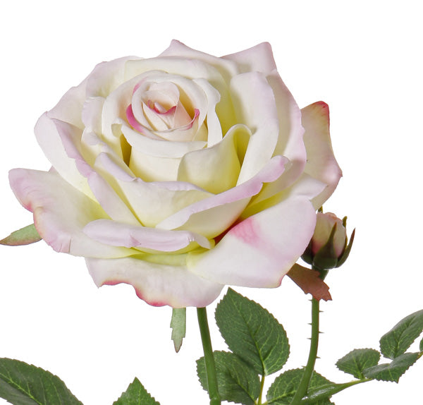 Rose 'Fleuri' creme-rosé