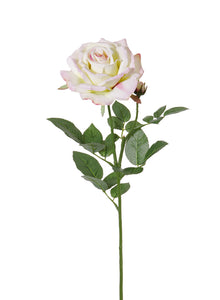 Rose 'Fleuri' creme-rosé