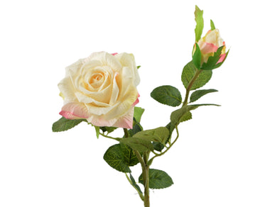 Rose 'Laetitia' creme