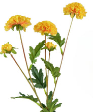 Laden Sie das Bild in den Galerie-Viewer, Chrysantheme 'Mumi' x 5 gelb