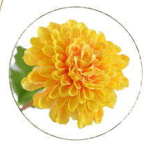 Laden Sie das Bild in den Galerie-Viewer, Chrysantheme 'Mumi' x 5 gelb